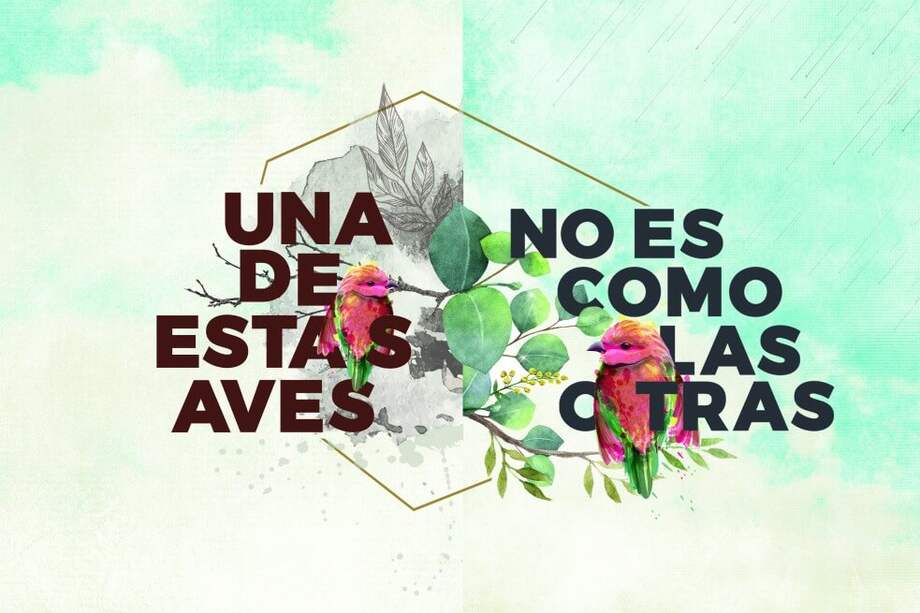 Ilustración del artículo sobre aves en la revista Intellecta de Uninorte.
