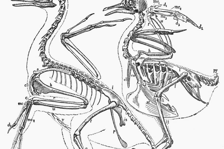 Ilustración del esqueleto del Archaeornis, comparado con el esqueleto de una paloma común. / Gerhard Heilmann