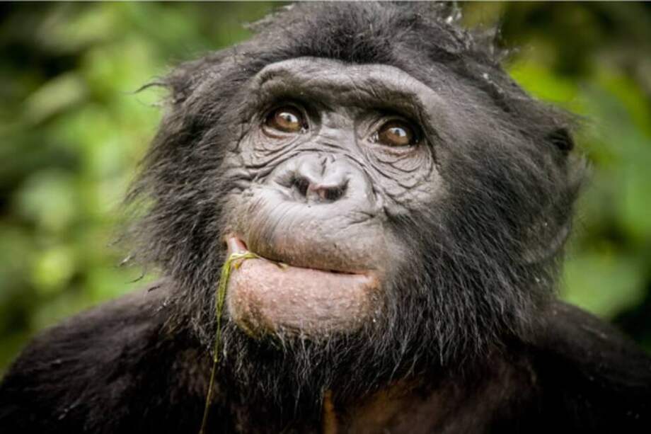 Ejemplar de bonobo en el Lola Ya Bonobo sanctuary en la república Democrática del Congo. / / Cintia Garai, Wildlife Messengers (wildlifemessengers.org)