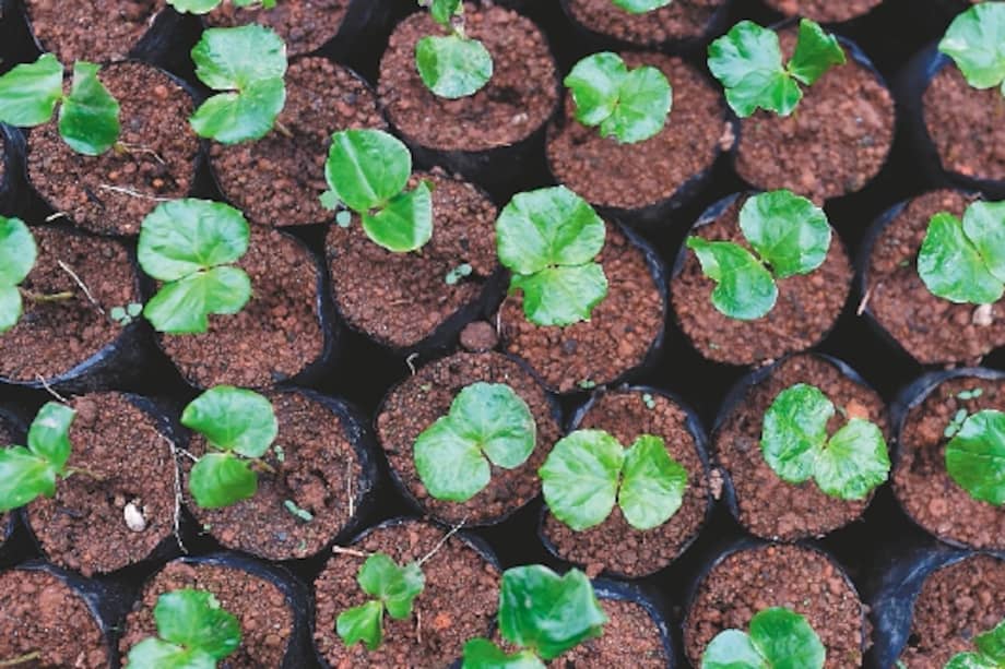 Cultivos de café y cacao en Sardinata, Norte de Santander