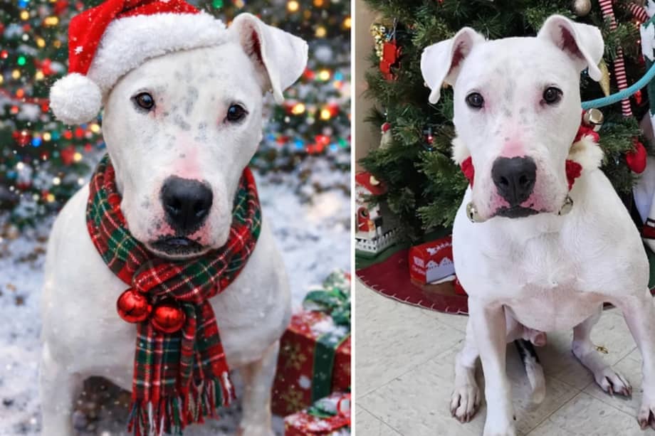 Tras su llegada al refugio, el personal se comprometió a que no volvería a estar solo.