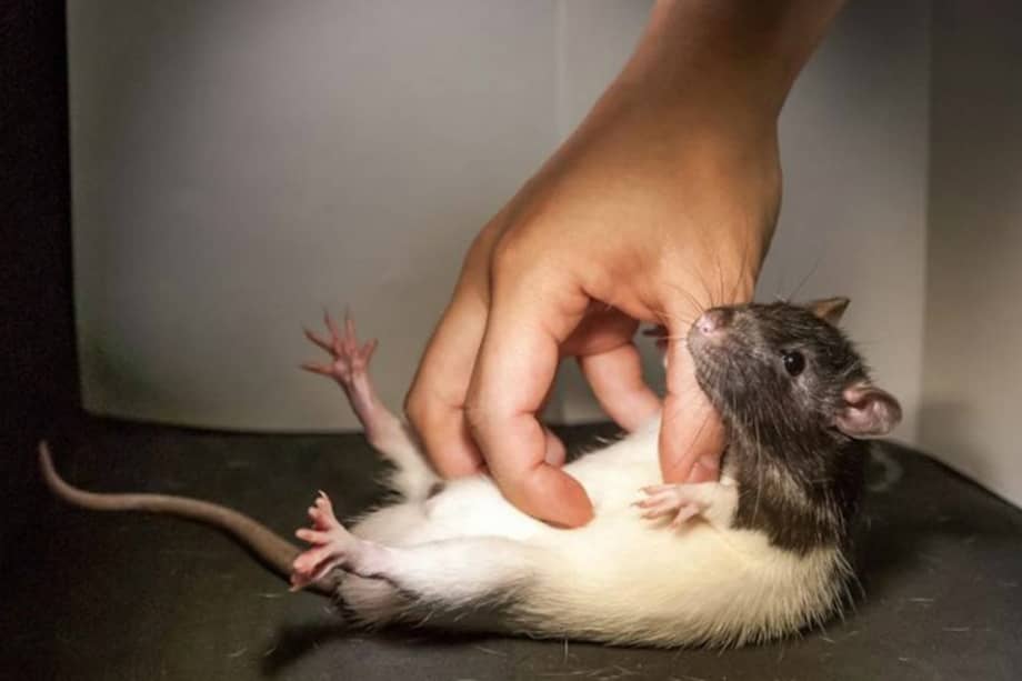 Los investigadores comprobaron que las ratas solo “disfrutan” de las cosquillas cuando están de buen humor, algo muy parecido al caso humano. / El País