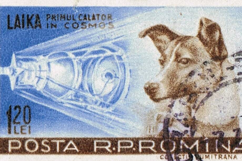 Medio siglo después China revela que también envió dos perros al espacio