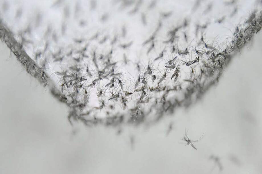 Mosquitos machos en un contenedor esperando a ser liberados. / Guangzhou Wolbaki Biotech Company