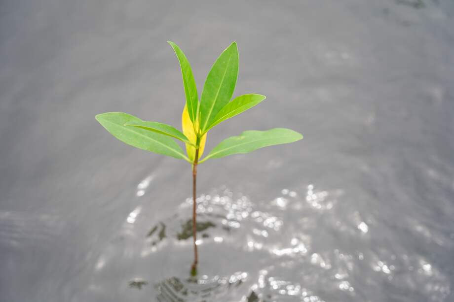 A nivel global, la economía azul representa entre el 3,5% y el 7% del PIB mundial y genera al menos 31 millones de empleos directos a tiempo completo, según la FAO. .
