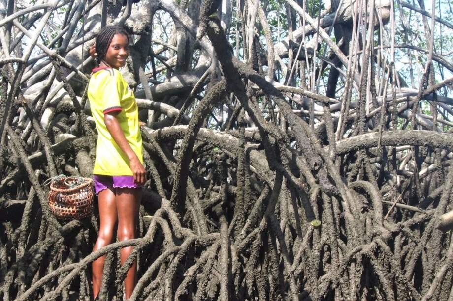 Una de las estrategias para mitigar las emisiones de carbono del país es hacer que los productos del bosque sean competitivos en el mercado /PNN