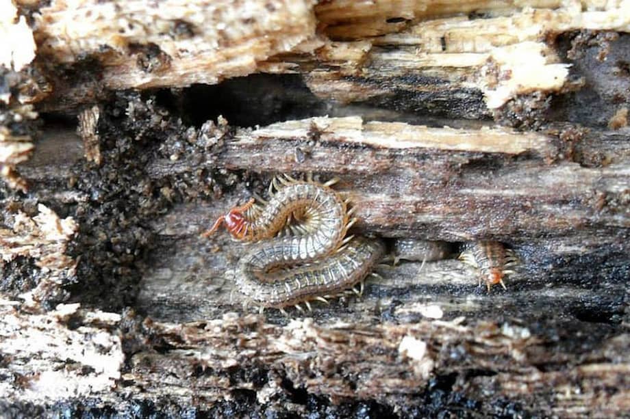 El ciempiés gigante (‘Scolopendra gigantea’) habita la costa Atlántica. / Unimedios