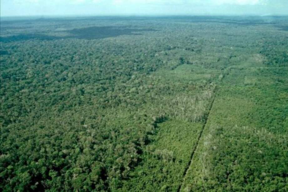 Hay un trillón de árboles en el planeta Tierra