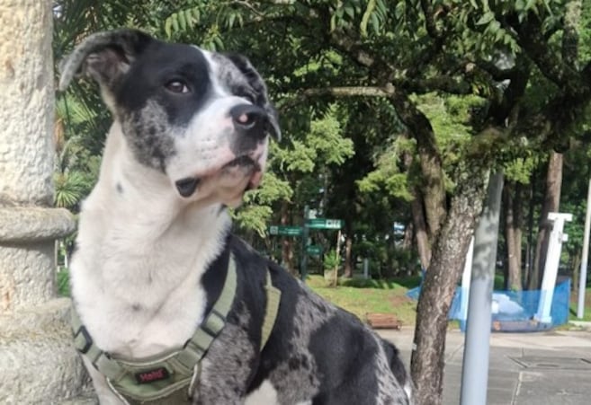 Buscan a Morgan, perrito con una condición médica delicada que se perdió en Bogotá