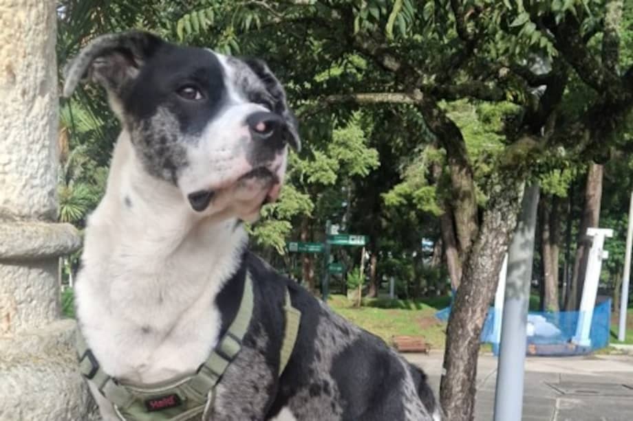 Morgan es fácilmente reconocible por los parches alrededor de sus ojos y su cola larga y esponjada.
