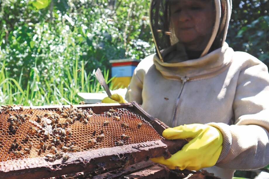Un tercio de la producción mundial de alimentos depende de las abejas. / CAS