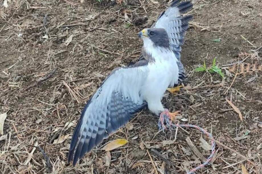 La autoridad invitó a la ciudadanía a denunciar este tipo de actos que atentan contra la fauna silvestre.