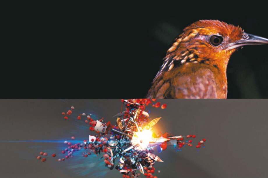 Un pájaro cucarachero (“Cyphorhinus arada”) y la interpretación visual de su canto, a partir de las ondas sonoras que produce. / Andy Thomas