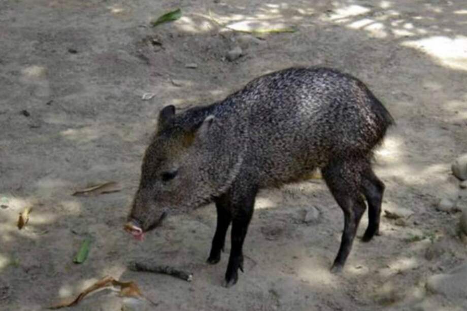 Agencia de Noticias de la Universidad Nacional / Agencia de Noticias de la Universidad Nacional