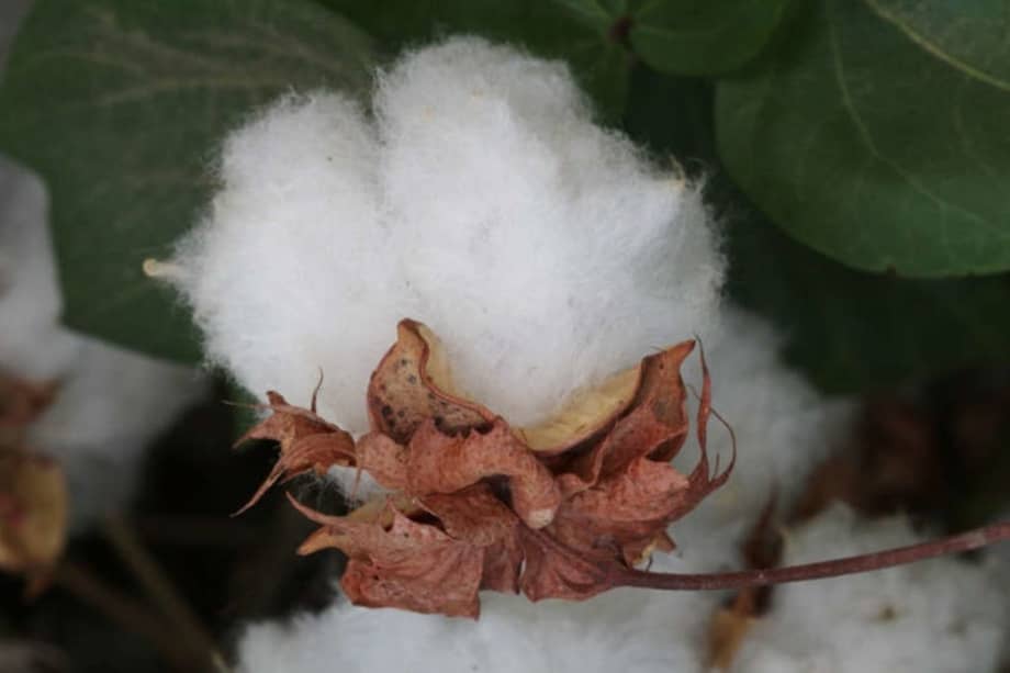 Gossypium: más allá del algodón, un tesoro botánico en la agricultura moderna