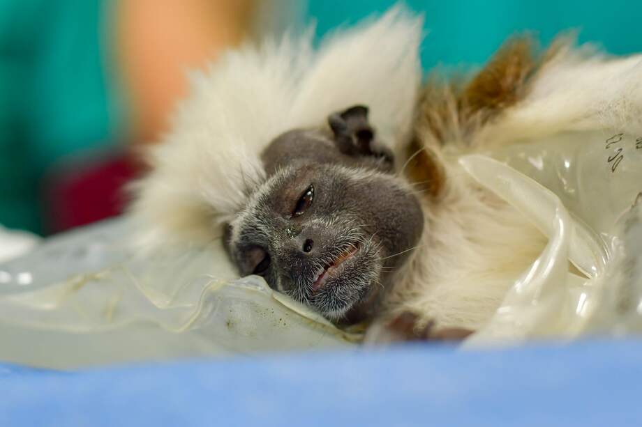 En el momento del rescate, el animal presentaba un peso muy bajo y un comportamiento alterado, típico de un estado de estrés severo.