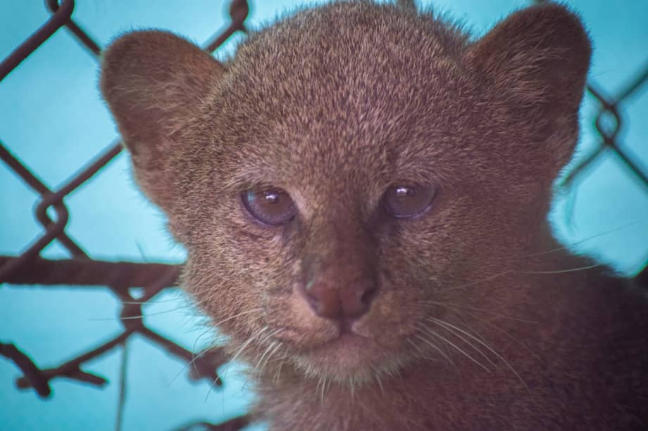Uno de los tres ejemplares de puma yaguarundí rescatados.