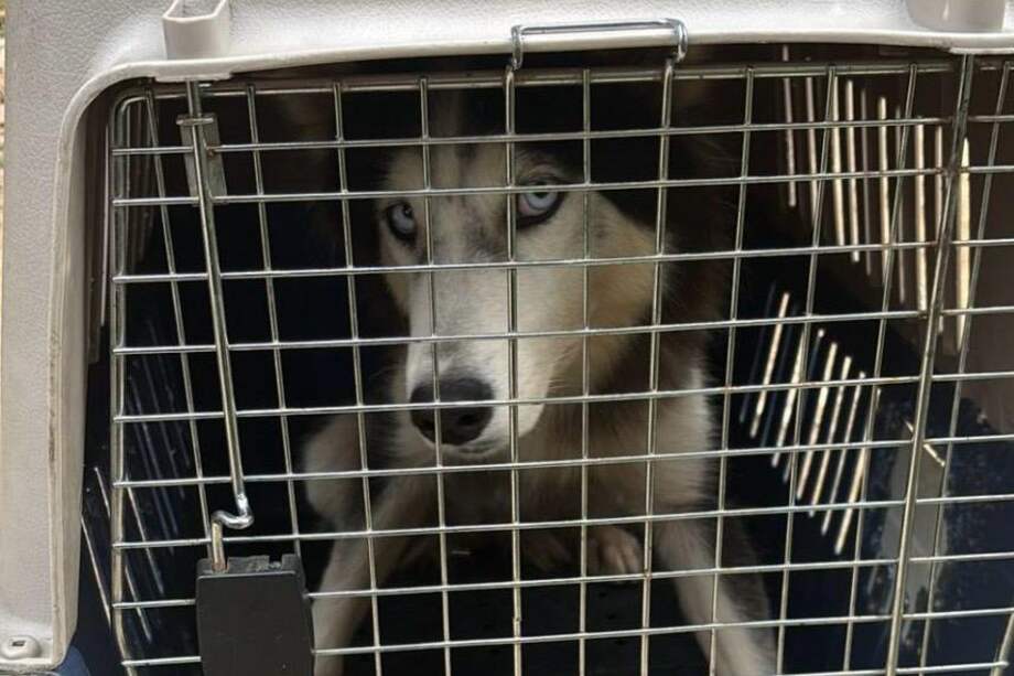 Los animales fueron trasladados a un sitio seguro donde reciben atención veterinaria y valoración profesional para su recuperación.