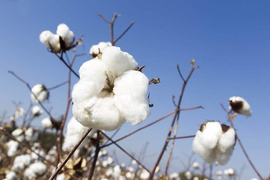 Ya hay 11 empresas dispuestas a capacitarse en la producción ecológica de insumos para la ropa a base de algodón. / 123rf