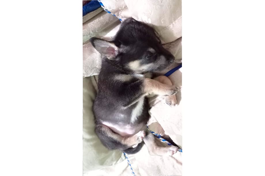 Así era Hana cuando cachorra