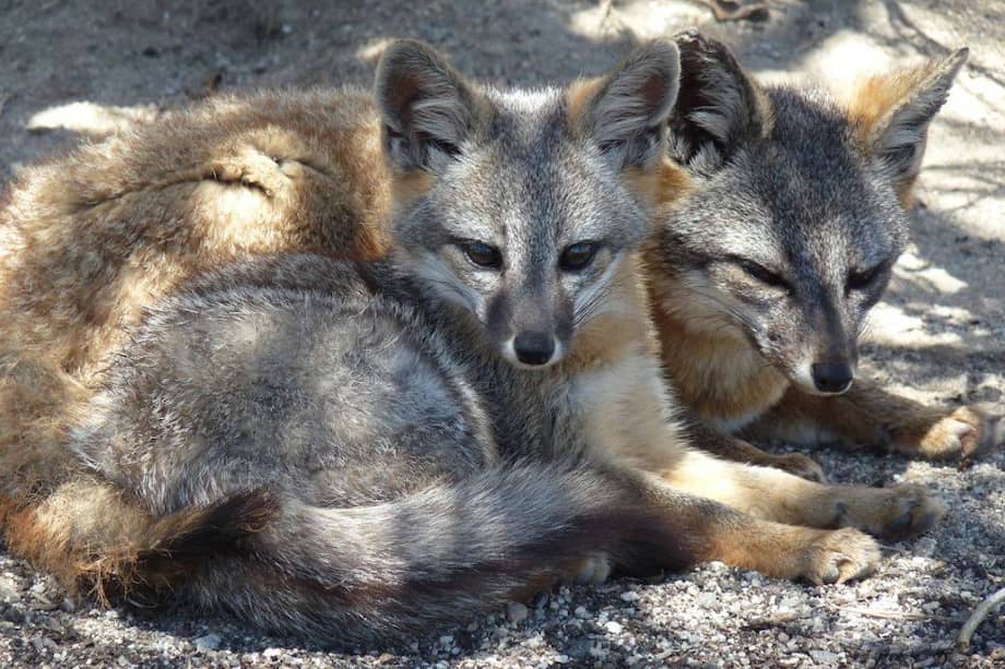 Un zorro de la isla de San Nicolás descansando con su cachorro. Las altas precipitaciones de los últimos años han propiciado el aumento del número de crías.