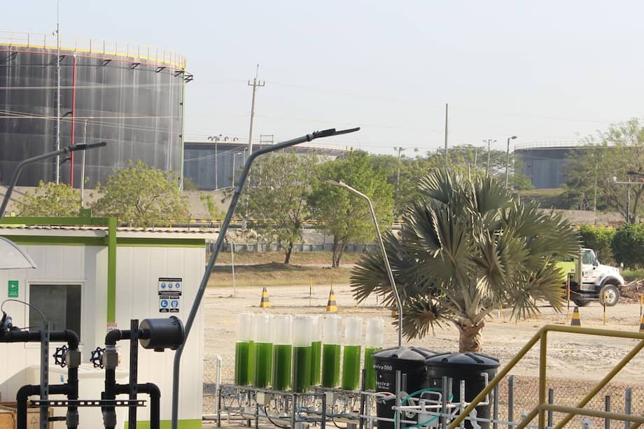 Primera planta experimental con microalgas construida en Cartagena por Argos