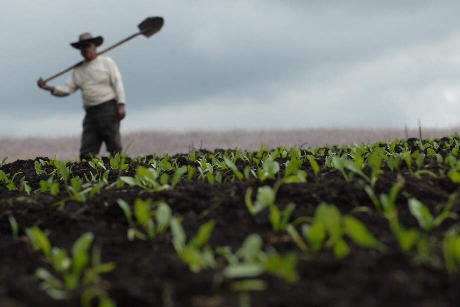 ¿Qué ocurre cuando el Estado da las oportunidades? En el caso del Putumayo, algo excepcional: una resiembra de matas de coca igual a cero. / David Campuzano - Archivo El Espectador