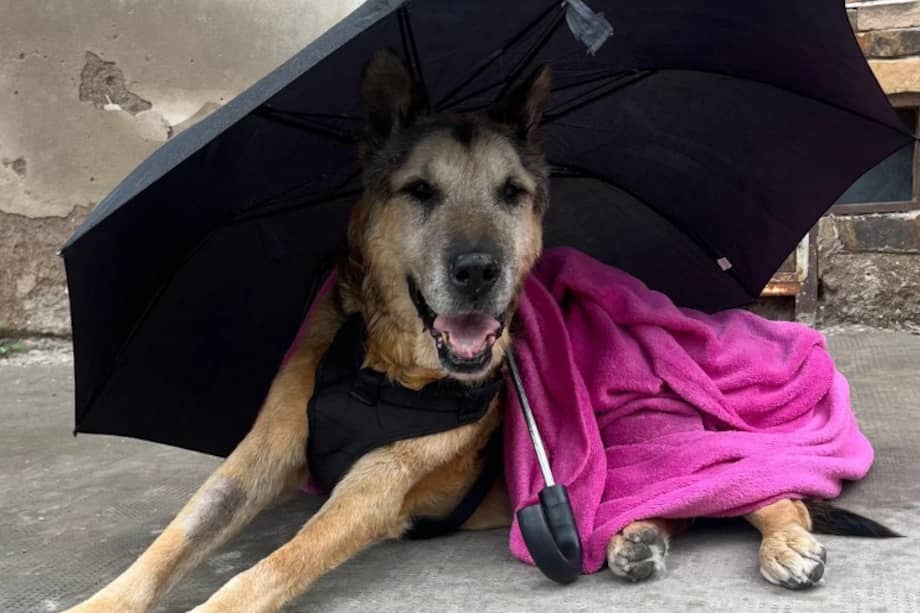 Vecinos, autoridades y su cuidadora principal, Gabriela Pedernera, participaron en el último adiós a Cabezón, el perro más querido de la ciudad argentina de San Luis.