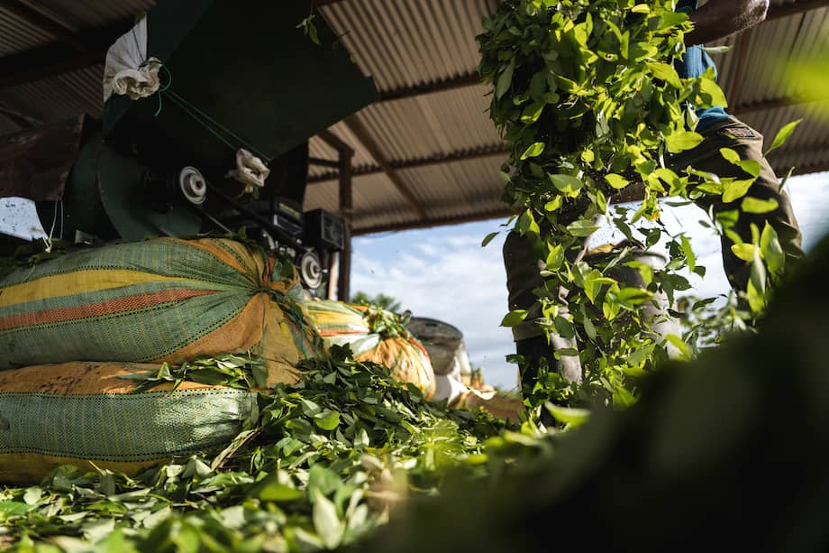 Laboratorios de coca en Tibú, Catatumbo.
