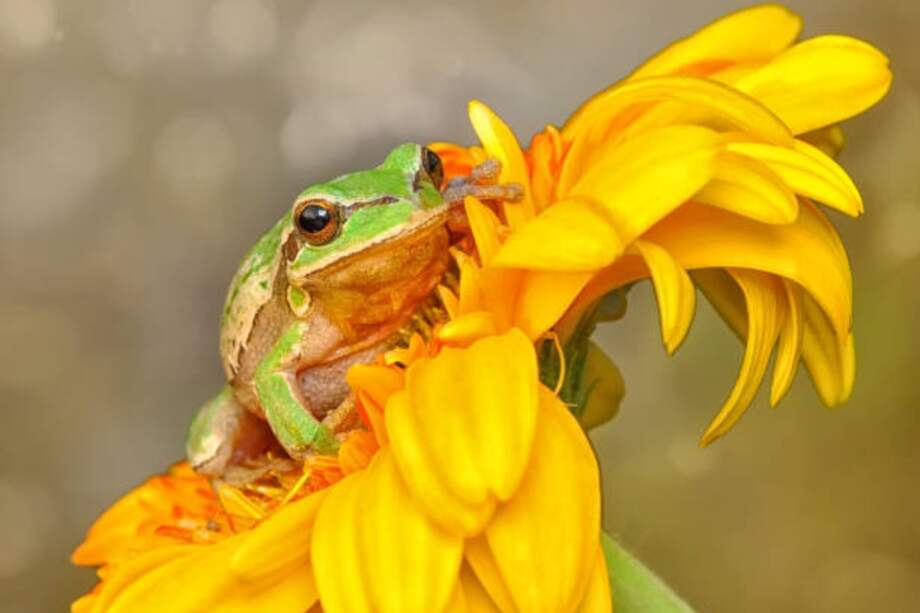 La quitridiomicosis, la peor enfermedad de los vertebrados registrada en la historia y es provocada por el hongo Batrachochytrium dendrobatidis (Bd).