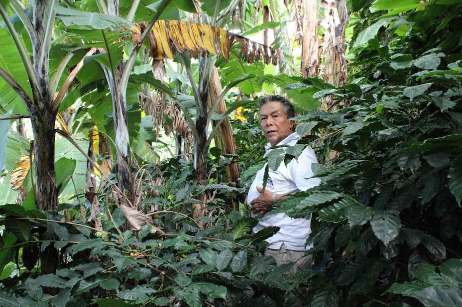 Efraín Barrera es uno de los caficultores que venden su producto en cereza a La Palma y el Tucán. / María Alejandra Medina C.