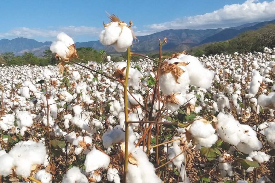 De acuerdo con Conalgodón, para 2025 se espera un consumo de 90.000 toneladas de algodón colombiano.