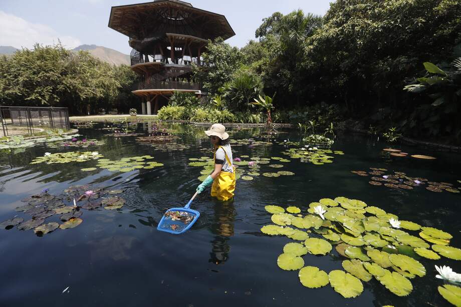 AME4868. CALI (COLOMBIA), 01/09/2024.- Una mujer hace mantenimiento en el Jardín Botánico este miércoles, en Cali(Colombia). Hay quienes dicen que el oro es de color verde, el verde de las plantas, y en el Jardín Botánico de Cali, suroeste de Colombia, se han dedicado a conservar en sus 17 hectáreas una riqueza inigualable en el mundo. EFE/ Ernesto Guzmán Jr