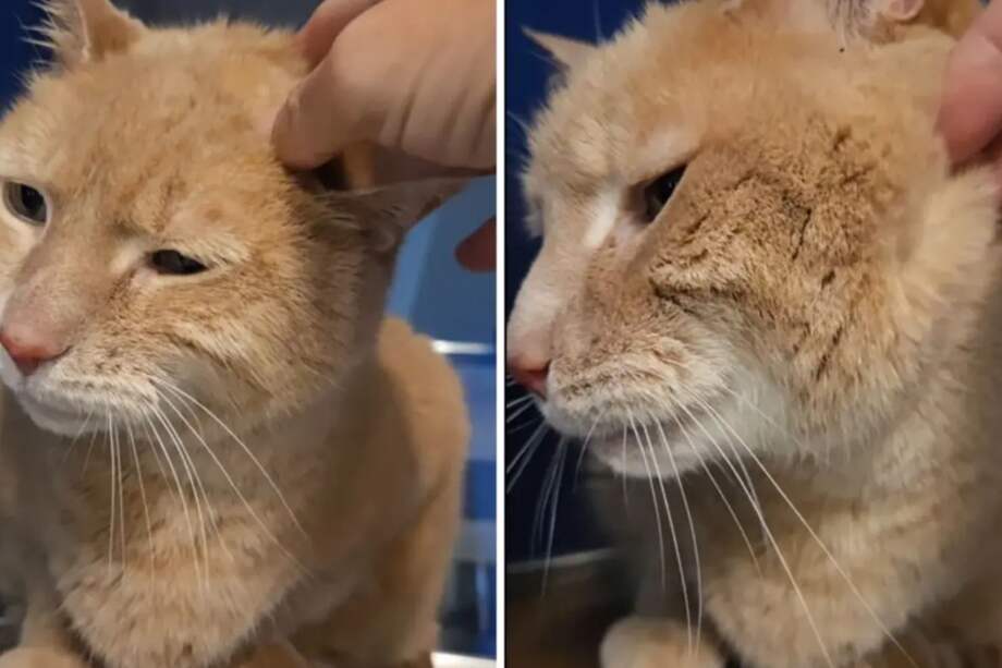 El refugio informó que el gato había convivido con otros felinos y un conejo, aunque su antiguo dueño aclaró que no toleraba a los perros.
