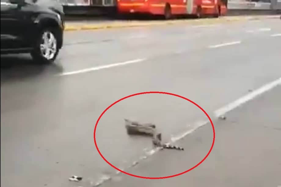 El animal fue rescatado por la Policía y entregado a las autoridades pertinentes.