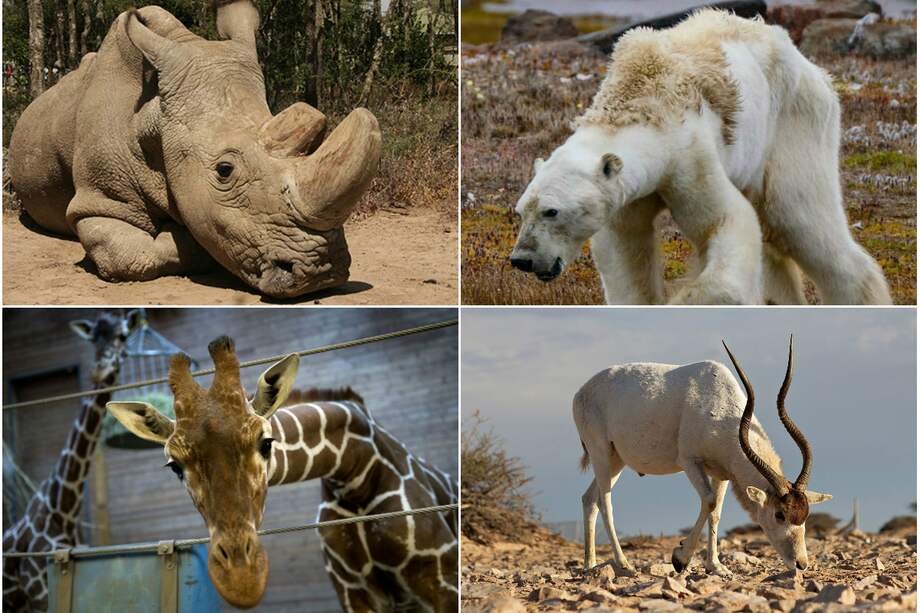 El rinoceronte blanco no es el único gigante que se apagará en la naturaleza