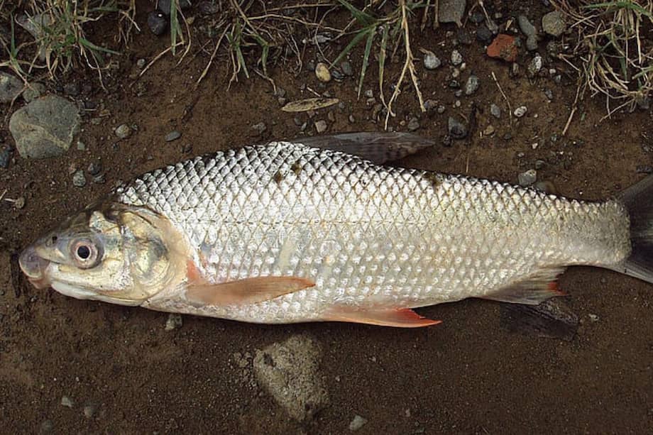 El bocachico y el yamú fueron las dos especies más sensibles a los efectos del glifosato. / Agencia de Noticias de UN
