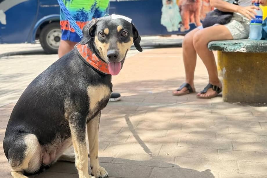 Conozca el cronograma completo en las redes sociales del IPYBAC.