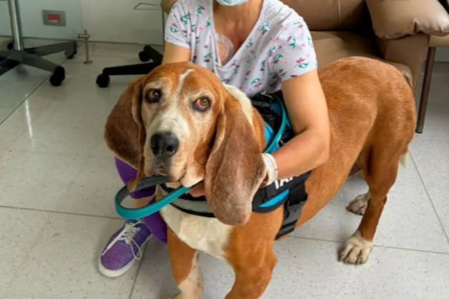 Pacientes, familias y personal médico despidieron a Tambor con cariño y agradecimiento.