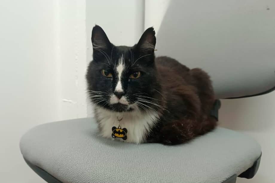 Michín se ha ganado el cariño de pacientes y trabajadores de salud en el barrio Campo Valdés, en Medellín.