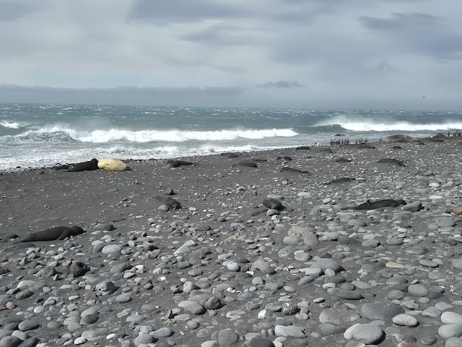 Hallan más de 8.500 crías muertas de elefantes marinos al sobrevolar con drones unas islas
