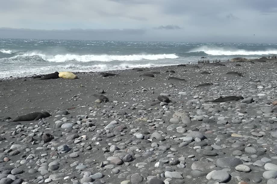 Una de las imágenes donde se ven cadáveres de crías de elefantes marinos del sur.