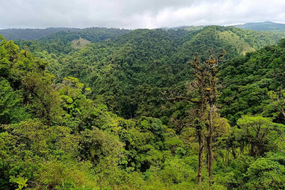 Zona de Monteverde, en la provincia de Puntarenas (Costa Rica).
