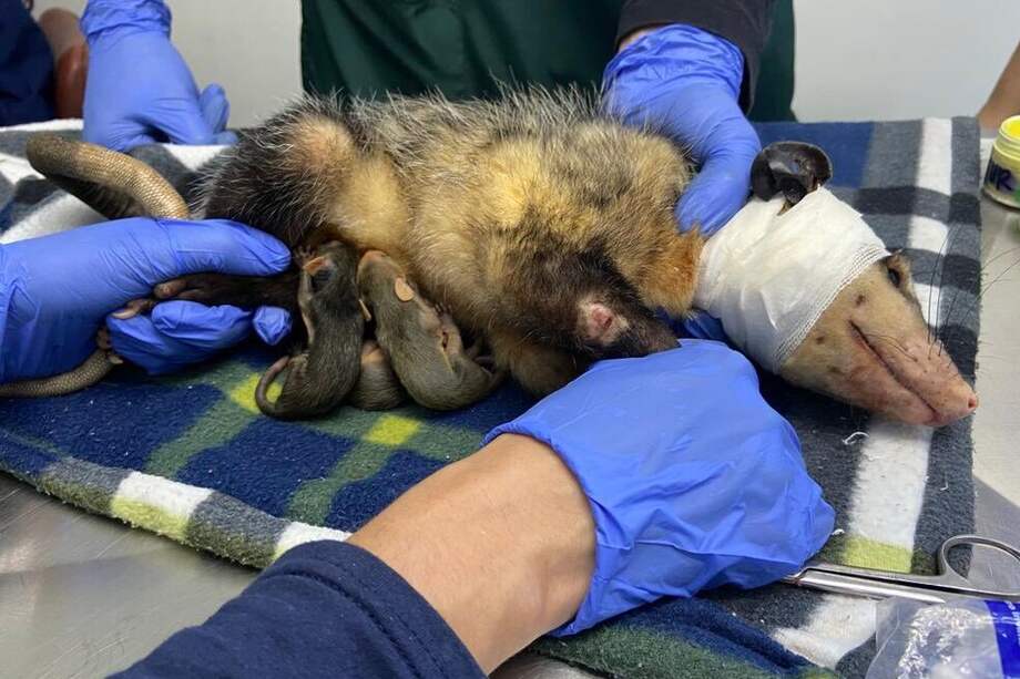 El Centro de Atención y Valoración de Cornare recibe casos de animales silvestres heridos para su rehabilitación.