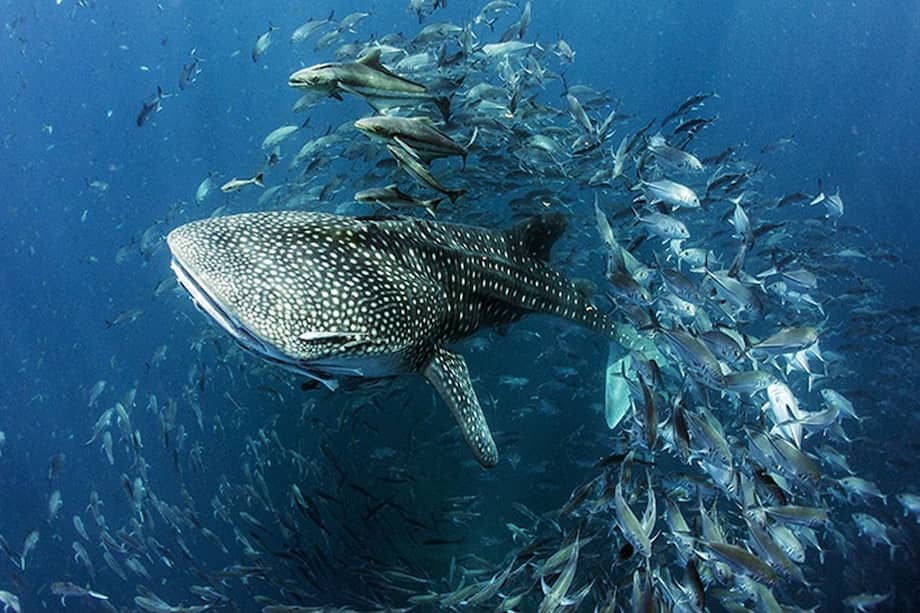 Estercilia Simanca Pushaina, autora de los textos “El encierro de una pequeña doncella” y “Manifiesta no saber firmar”.
/ Cortesía