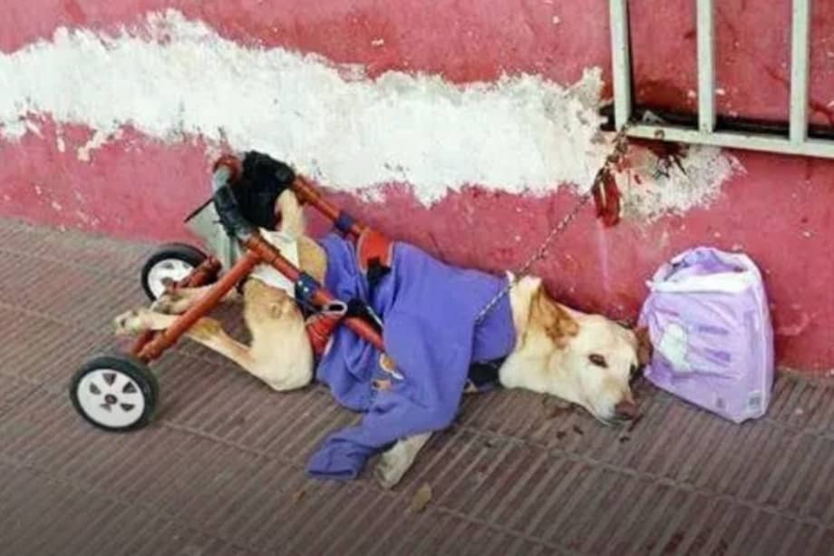 Lunita fue encontrada sola en la calle junto a su silla de ruedas y una nota.