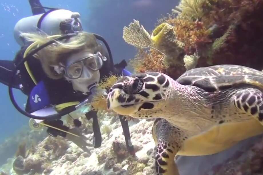 Cortesía / Cortesía