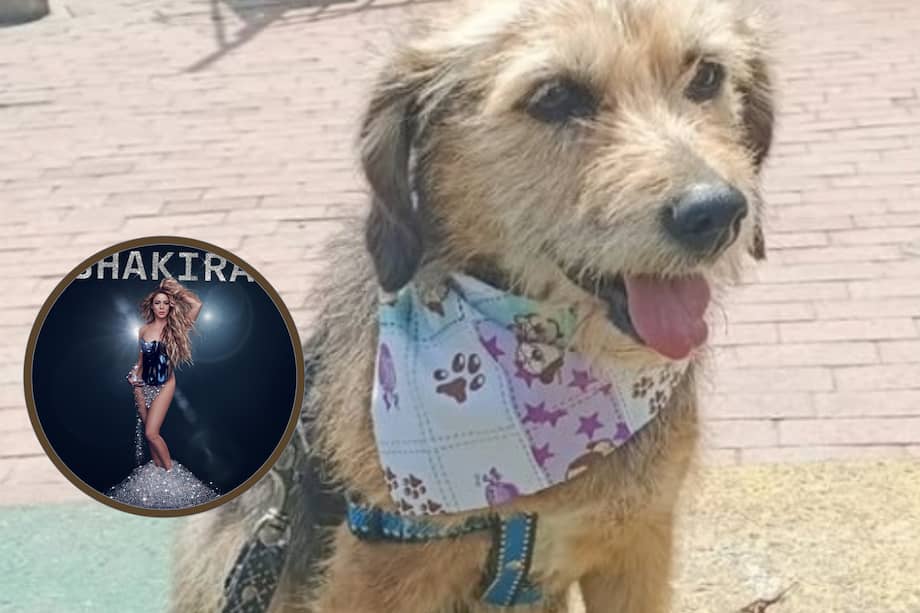 La Fundación Col Choca la Pata trabaja desde hace años en el rescate, rehabilitación y adopción de perros.