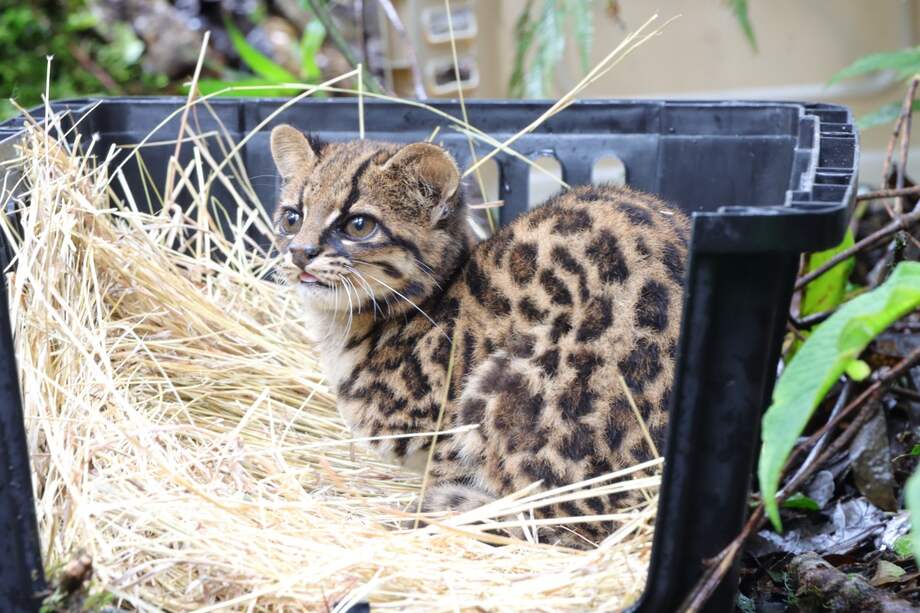 Este es uno de los individuos liberado en un área protegida de Huila.