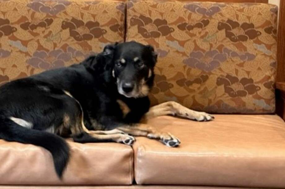 El canino logró quedarse en la residencia de ancianos, luego de escapar repetidas veces del refugio en el que vivía.